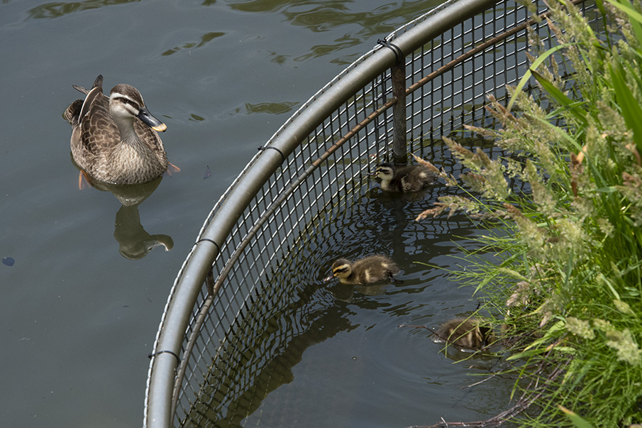 親水公園